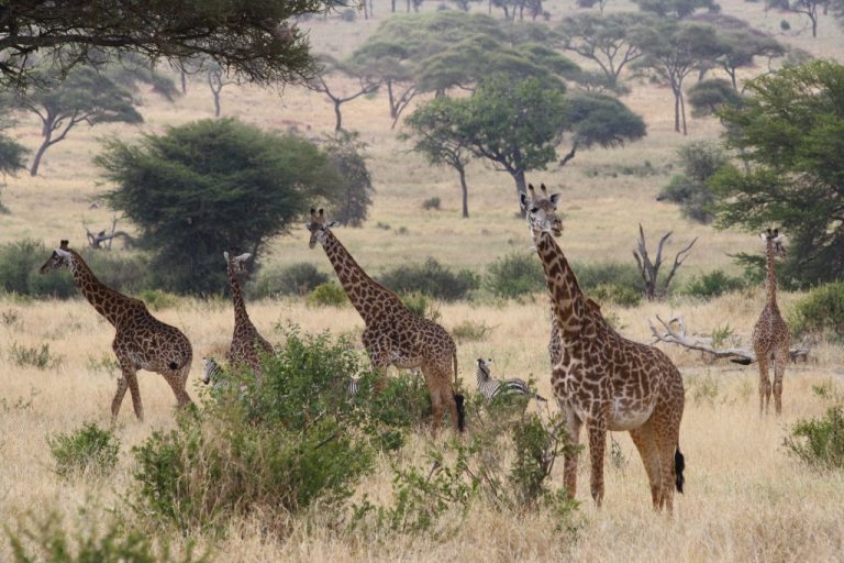 3 Days 2 Night Tanzania Safari to, Tarangire, Lake Manyara and Ngorongoro Crater